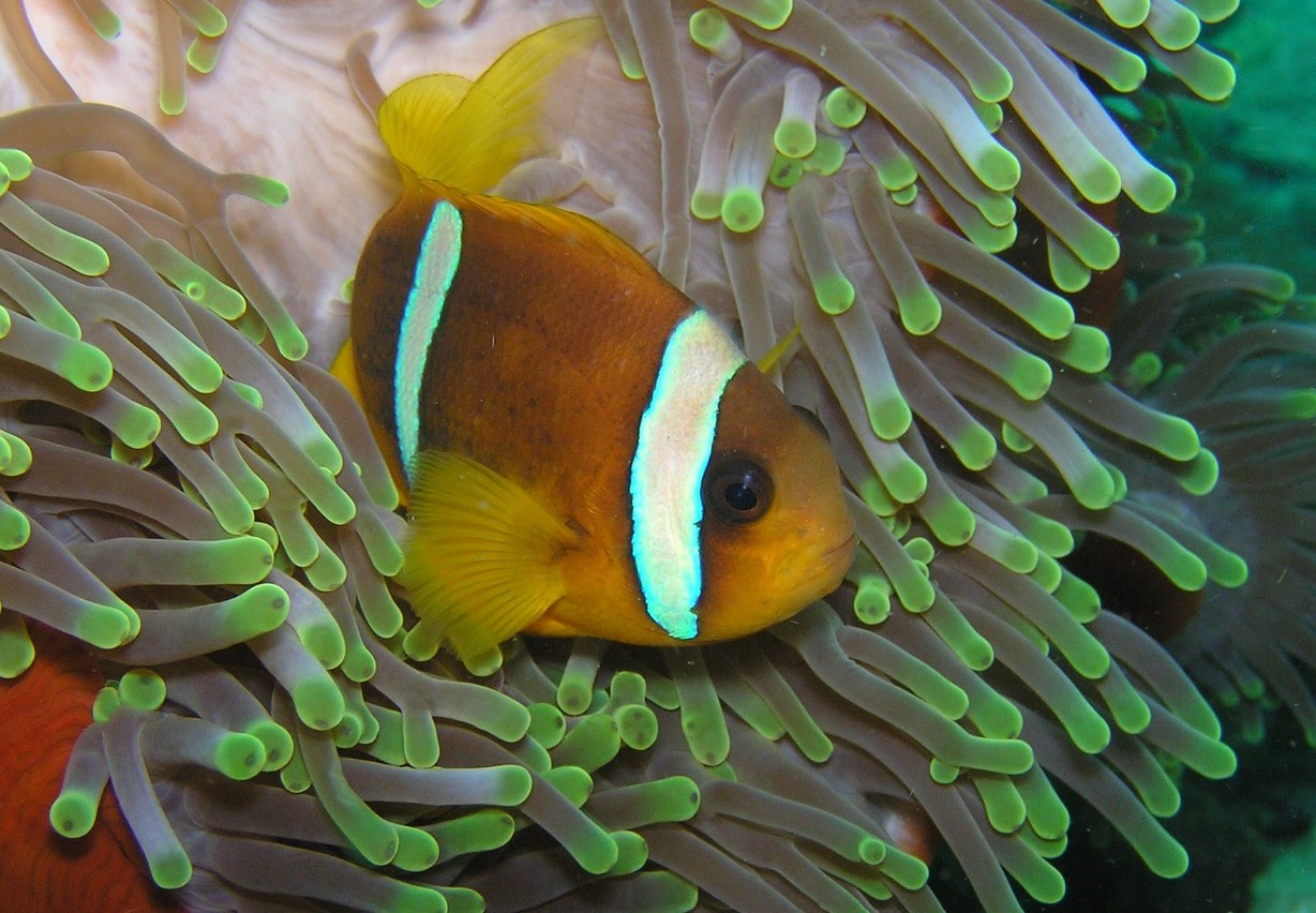 Marinaweb